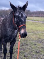 Suche Reitbeteiligung/Pflegebeteiligung für lieben Muliwallach Niedersachsen - Radbruch Vorschau