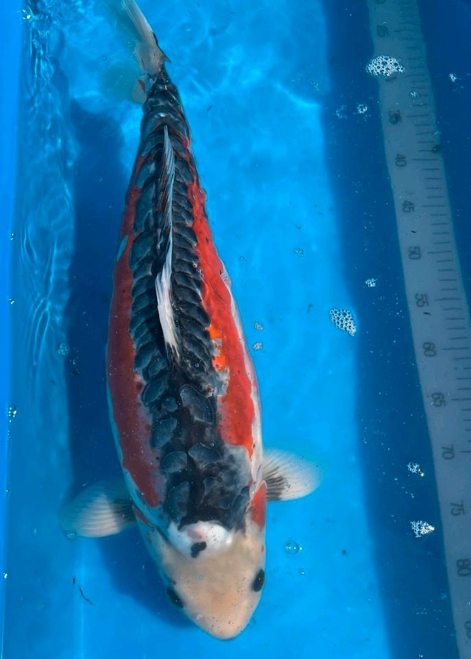 Koi Konishi Shusui - 5 Jahre - 55cm female in Lingen (Ems)