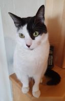 Menschenbezogenes 4jähriges Katzenmädel sucht Dich Bayern - Poxdorf Vorschau