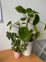 Pilea Chinesischer Geldbaum UFO Pflanze Ableger! Altona - Hamburg Iserbrook Vorschau