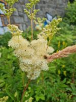 Echtes Mädesüß (Filipendula ulmaria) - Samen Dresden - Innere Altstadt Vorschau