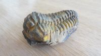 Fossil Ellipsocephalus Bayern - Altenstadt Iller Vorschau