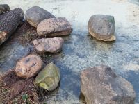 Findlinge Feldsteine Niedersachsen - Osterholz-Scharmbeck Vorschau