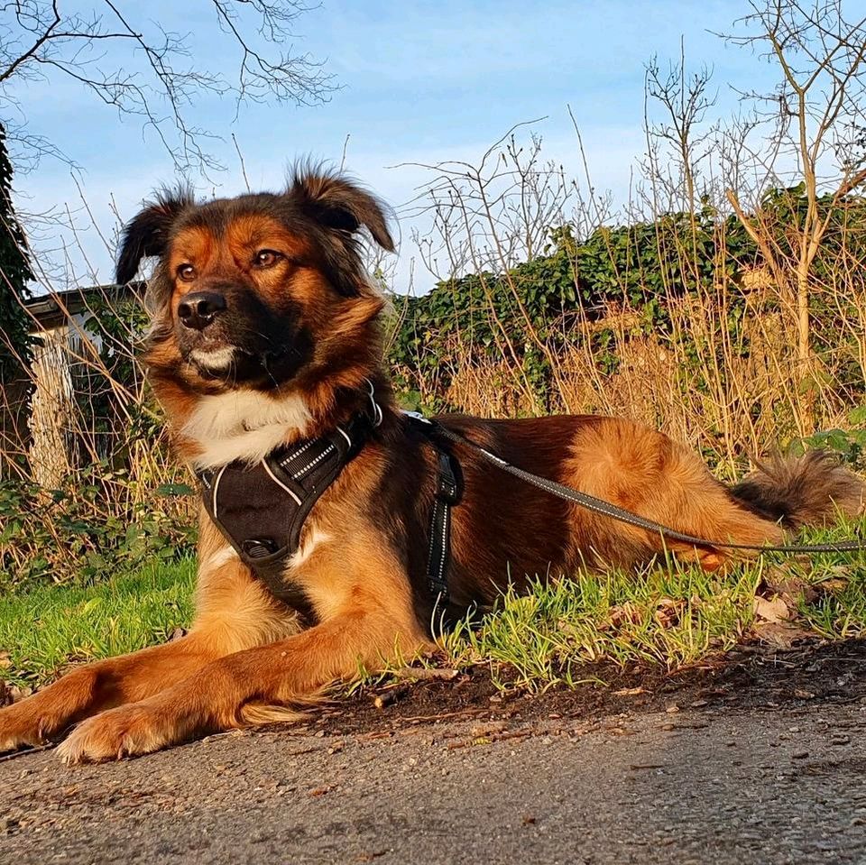 MOMO Mischling Tierschutz Hund Rüde in Hannover