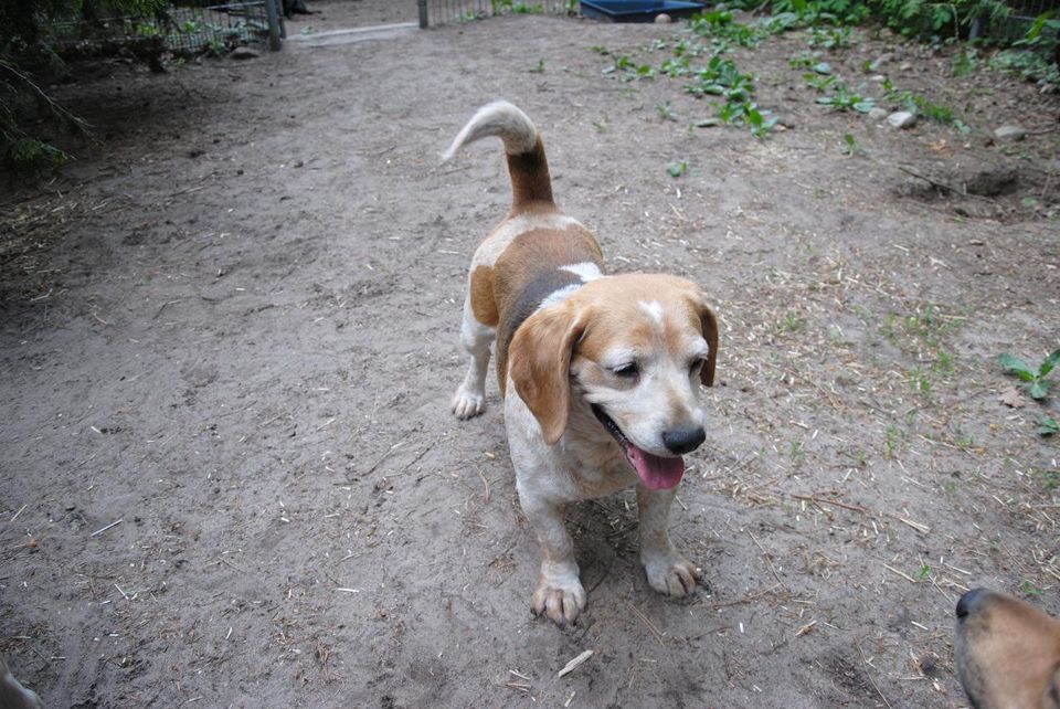 Beagle-Dame Antonia sucht ein warmes Körbchen in Wandlitz