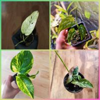 Epipremnum Cream Mint Variegata Monstera Siltepecana variegata Friedrichshain-Kreuzberg - Kreuzberg Vorschau