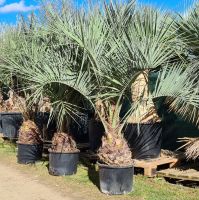 Geleepalme Butia capitata 30-40 cm Stammhöhe, 180-200 cm Höhe Bayern - Buch a. Erlbach Vorschau