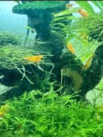 Orange Sakura Garnelen Neocaridina Stück 1€ Niedersachsen - Braunschweig Vorschau