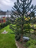 Affenschwanzbaum, Großer Baum für den Garten Nordrhein-Westfalen - Oberhausen Vorschau