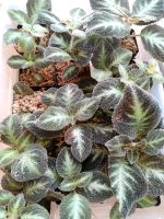 Terrarium Pflanze episcia lilacina Berlin - Kladow Vorschau