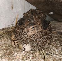 Wachteleier, Speiseeier, Delikatesse Schleswig-Holstein - Bollingstedt Vorschau