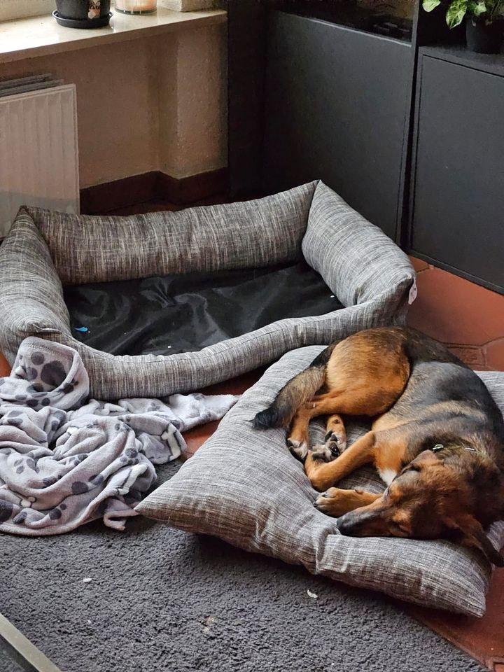 Bildschöner MEILO ❤️ aus dem Tierschutz sucht seine Menschen in Coburg