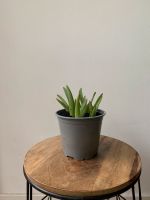 Aloe Vera Pflanzen, 7 in 1, Zimmerpflanze, Sukkulenten München - Laim Vorschau