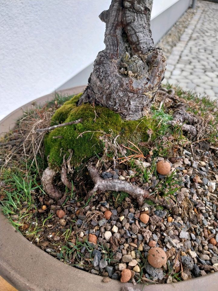 Bonsai jap. Mädchenkiefer-Pinus Parviflora in Meßstetten