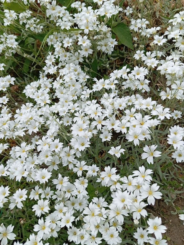 Teppichphlox Filziges Hornkrau winterhart Blumen in Berlin