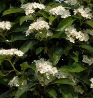 Apfeldorn 80-100cm - Crataegus lavallei Niedersachsen - Bad Zwischenahn Vorschau