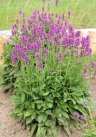 Suche Heilziest - echte Betonie - Stachys officinalis Bayern - Röttenbach (bei Erlangen) Vorschau