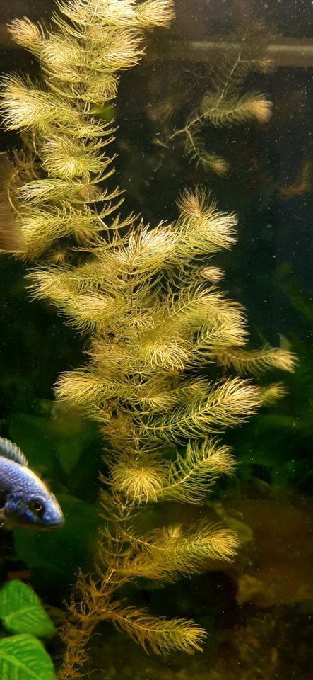 Aquarium Pflanzen in Manching