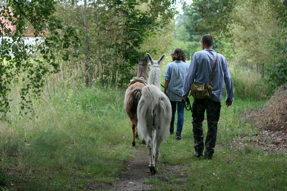 Alpaka Lama Wanderung - am Spremberger Stausee in Neuhausen/Spree