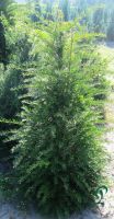 Eibe Taxus Baccata 100 bis 120 cm Immergrüne Heckenpflanze Niedersachsen - Wietmarschen Vorschau