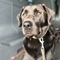 Suche neues Zuhause für Labrador Paul Hund Baden-Württemberg - Leutkirch im Allgäu Vorschau