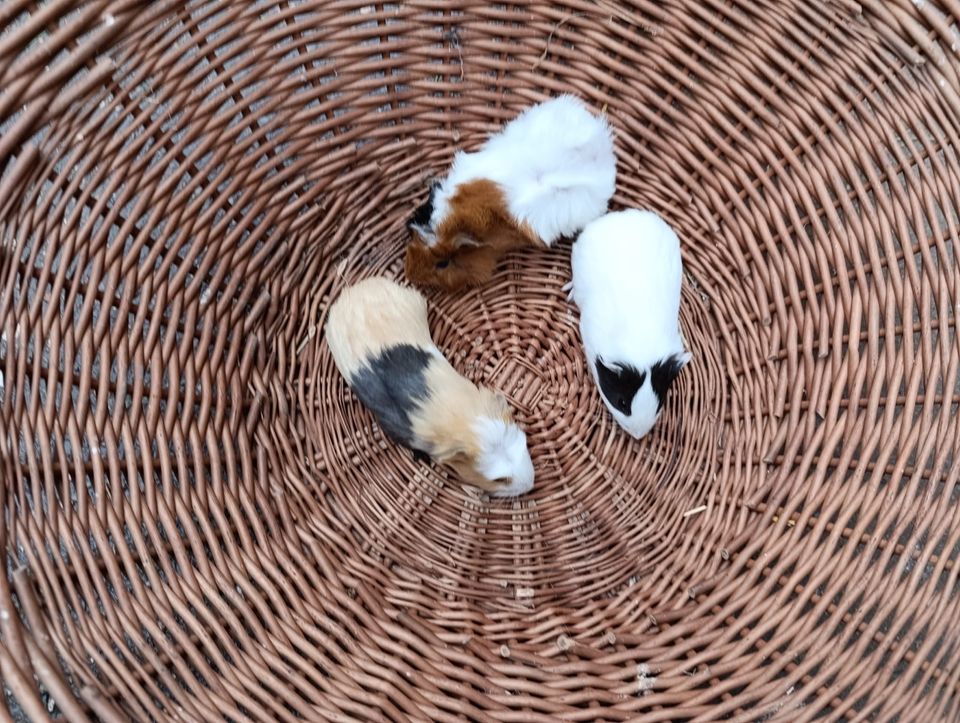 Meerschweinchen weiblich in Milzau