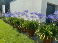 Schmucklilien Agapanthus Niedersachsen - Salzgitter Vorschau