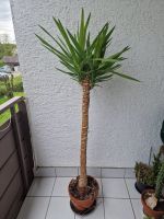 Schöne Yucca Stuttgart - Mühlhausen Vorschau