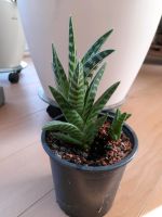 Tiger Aloe (Variegated Partridge breast aloe) Schleswig-Holstein - Fockbek Vorschau