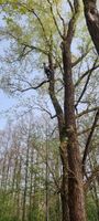 Baumarbeiten/ Baumpflege / Sturmschäden Beseitigung Bayern - Gröbenzell Vorschau