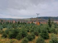 Weihnachtsbäume ungespritzt natürlich Bio Qualität Sachsen - Dippoldiswalde Vorschau