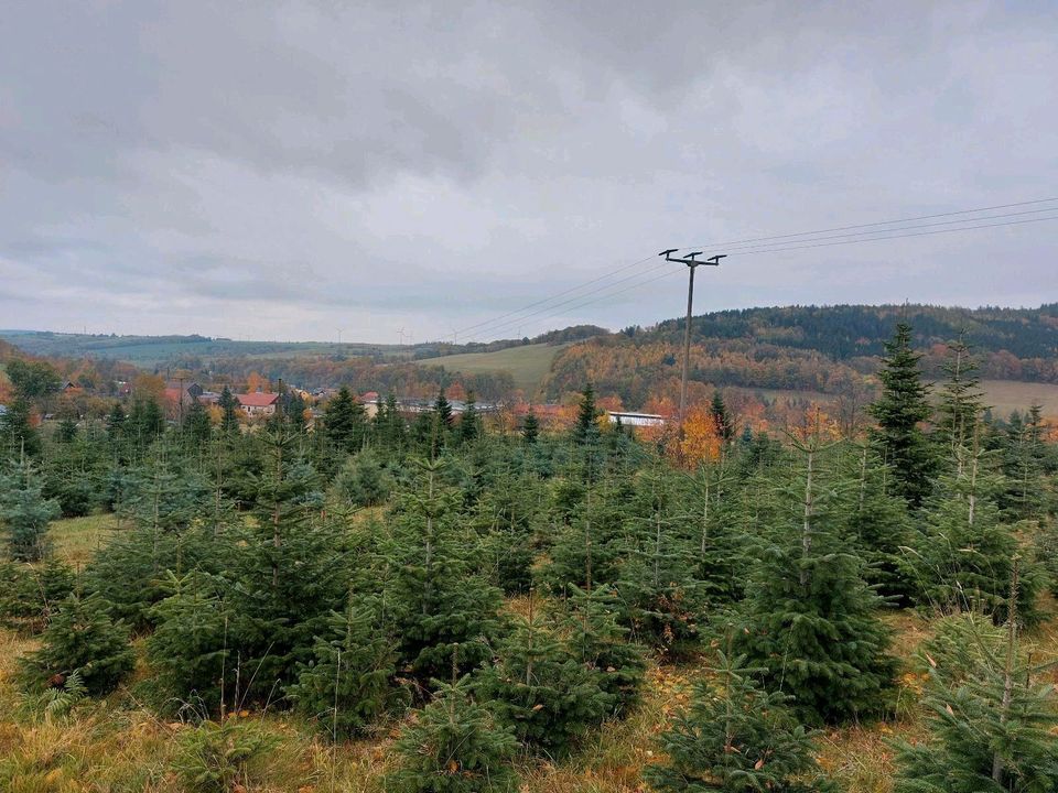 Weihnachtsbäume ungespritzt natürlich Bio Qualität in Dippoldiswalde