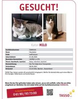 Kater vermisst Köln - Porz Vorschau