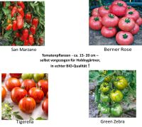 Verschiedene, sehr schöne Tomatensorten ca. 15-20 cm Hessen - Idstein Vorschau