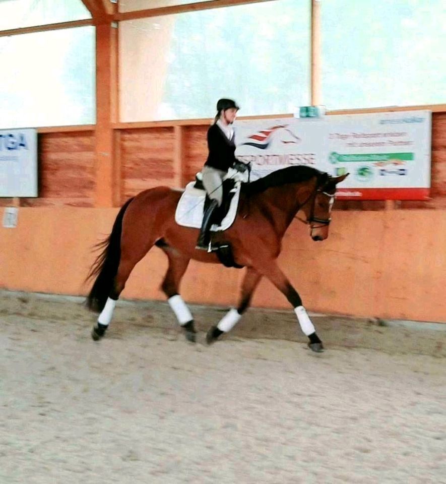 Beritt mobil oder Vollberitt , Reitunterricht in Rheinberg