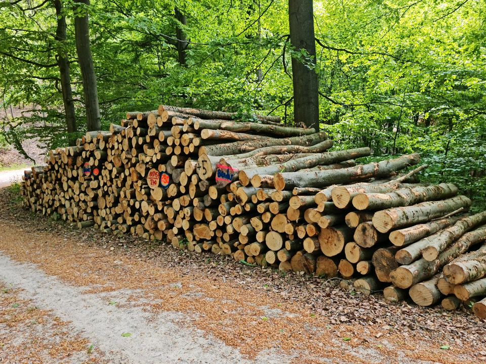 Stammholz Rundholz Brennholz Kiefer Buche Eiche etc.mit Lieferung in Alzey