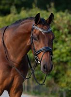 Super schöne Trensen mit GLITZER und LACK €64,95 schwarz leder shetty, pony, vb/cob, wb/full Niedersachsen - Rehburg-Loccum Vorschau