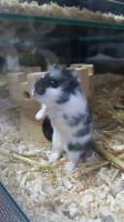 junge Hamster,  männlich oder weiblich,  abzugeben München - Milbertshofen - Am Hart Vorschau