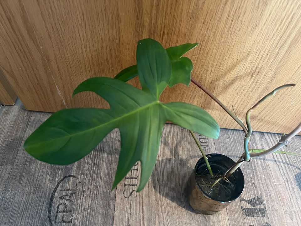 Philodendron Florida Beauty Green Senker in Jena