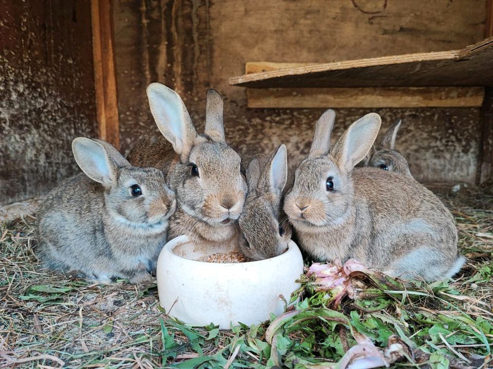 reinrassige Kaninchen in Hauzenberg