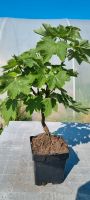 Bonsai,  Bergahorn  , Acer pseudoplatanus  im 2 Liter Topf Nordrhein-Westfalen - Solingen Vorschau