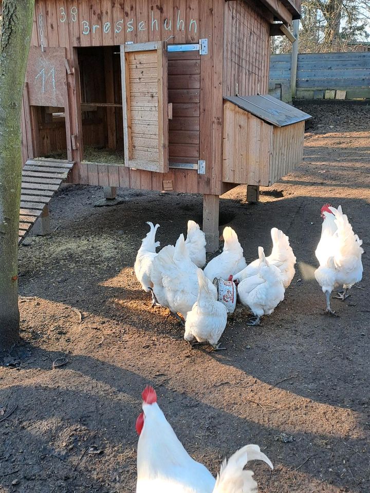 Bruteier französisches Bressehuhn in Warnow