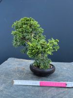 Bonsai Shohin eine wahre Prachtperle Kreis Pinneberg - Borstel-Hohenraden Vorschau