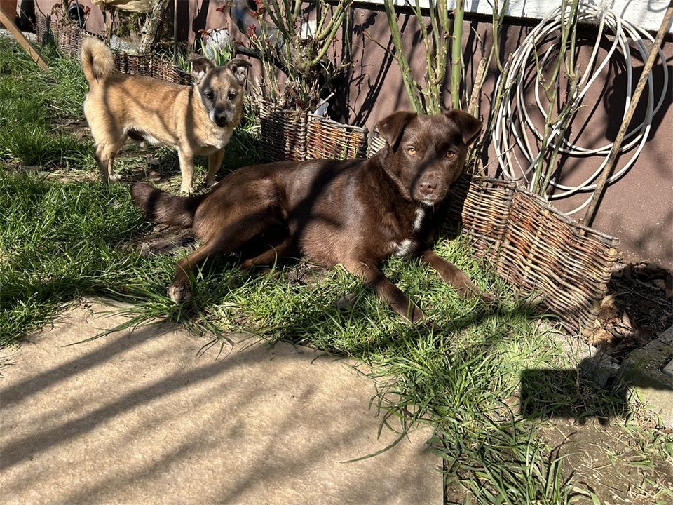 Gwinny - liebe und lustige Labrador Mix Hündin in Ebermannstadt