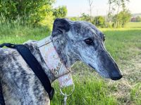 Curra, soziale & liebe Galgo Hündin, geb: 2016 / SH 62cm Thüringen - Rositz Vorschau