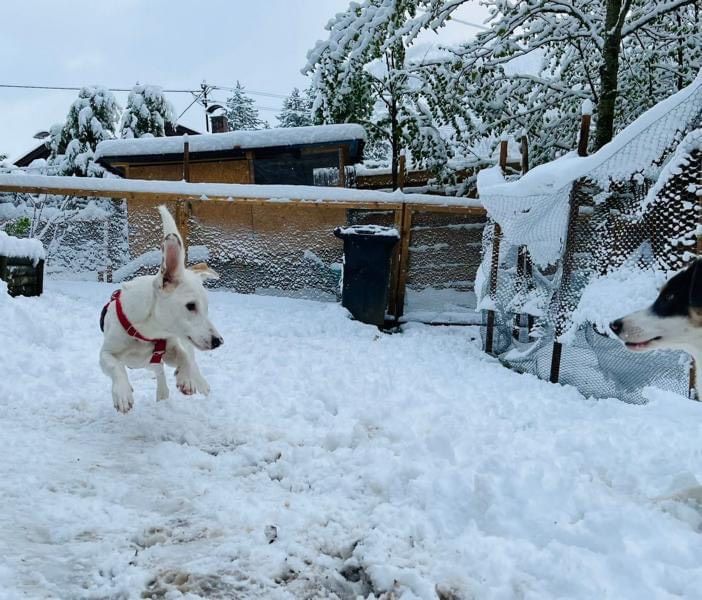 Bezaubernde kleine Elly - Familienhund in Schliersee