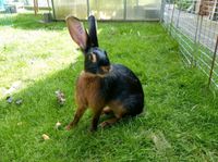 Kaninchen,  Hasenkaninchen, Zucht,  lohfarbig Niedersachsen - Norden Vorschau