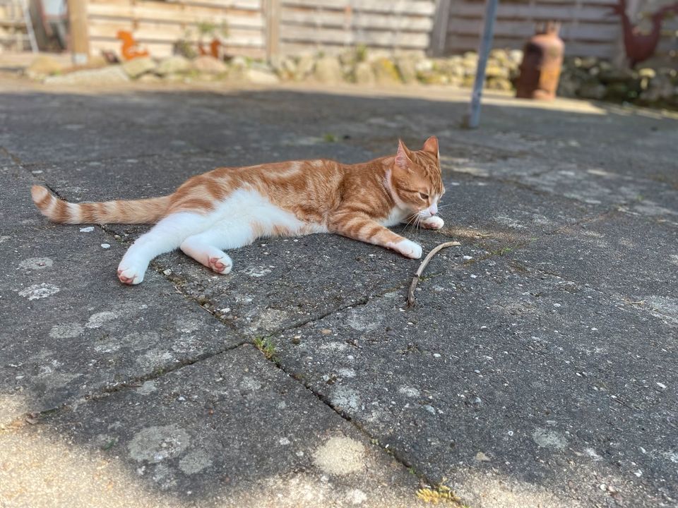 Garfield in Bremervörde in Bremervörde