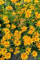 Helianthus Sonnenblumen Staude bis zu 1,5m Ableger Sommerblume Berlin - Köpenick Vorschau