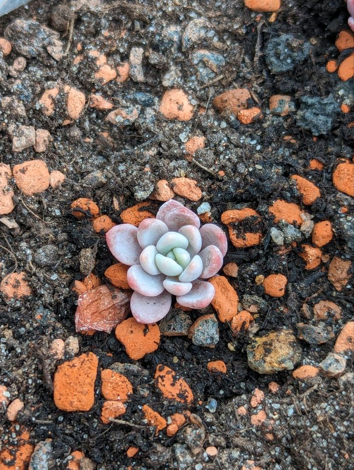 Sukkulente, Echeveria, verschiedene Größen in Stralsund